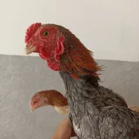 خروس و مرغ کوشامو لاری مینیاتوری