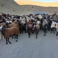 بره ماده شیشک|حیوانات مزرعه|زاغه, |دیوار