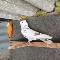 کبوتر پرشی نر