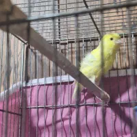 قناری ماده|پرنده|شیراز, ریاستی|دیوار