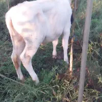 گاو شیری حامله با گوساله ماده|حیوانات مزرعه|اسلام آباد, |دیوار