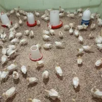 فروش انواع جوجه بوقلمون
