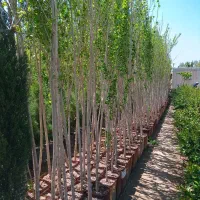 صنوبر ،سپیدار ،نیگرا