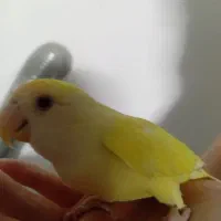 کوتوله برزیلی جفت مولد و جوجه کوتوله دستی|پرنده|مشهد, سجادیه|دیوار