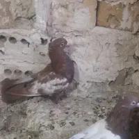 کفتریاکبوتر|پرنده|مشهد, مقصود آباد|دیوار