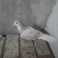 کبوتر|پرنده|شیراز, بعثت|دیوار