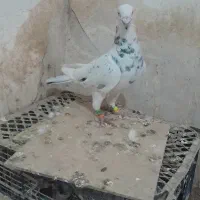 کفتر .سبز. سار هفترنگ ‌.سار سرخ|پرنده|کاشمر, |دیوار