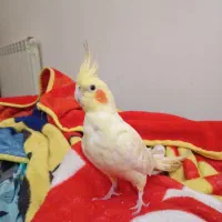 عروس هلندی فول دستی