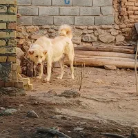 سگ ماده قدرجونی