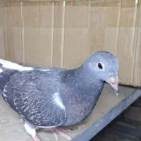 کبوتر گم شده کفتر