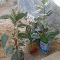 گل فیکوس