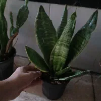 چهار ده عدد گل فقط ۴۵۰ هزار|گل و گیاه طبیعی|نسیمشهر, |دیوار