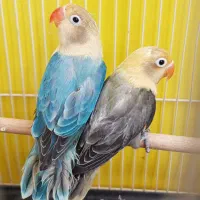 طوطی کوتوله عروس گرین قناری قفس با۱۸ماه بیمه تلفات