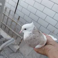 کبوتر طوقی یکت گم کردم