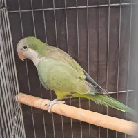 راهب سبز نر