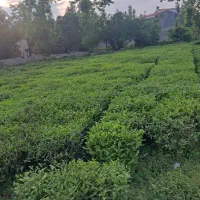 فروش-زمین-فوری