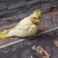 عروس هلندی|پرنده|شیراز, نصر|دیوار