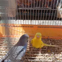 طوطی،کتوله برزیلی ،مرغ عشق|پرنده|یاسوج, |دیوار