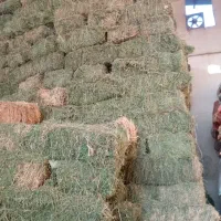 بیده خشک و جو ایرانی خسیل هم موجود داریم