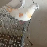 کبوتر خال سبزه