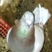 اوغون ماده پرشش ندیدم به ضمانت تخم و جوجه