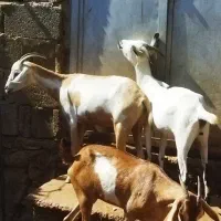 بزسومالی|حیوانات مزرعه|خورموج, |دیوار