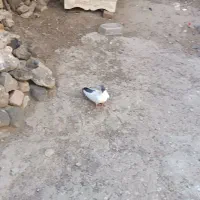 طوقی|پرنده|اردبیل, |دیوار