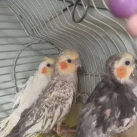 3 عدد عروس هلندی نژاد دار آماده تخم گزاری