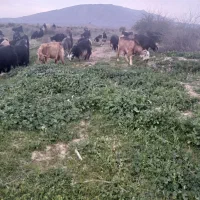 ۳۸راس بز