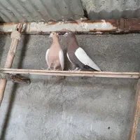 ۴جفت کفتر رنگ خوب  معاوضه با قناری جفت