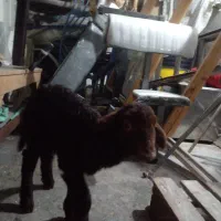 بره نر و ماده قزل افشار ( گوسفند)|حیوانات مزرعه|گرگان, |دیوار