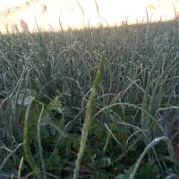 فروش تر پیاز خیراباده