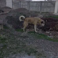 سگ‌عراقی‌‌سه‌ساله