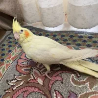 عروس هلندی|پرنده|فردیس, شهرک وحدت|دیوار