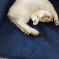 گربه اسکاتیش نر 8 ماهه