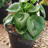 قطره باران|گل و گیاه طبیعی|اصفهان, زاجان|دیوار