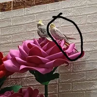 عروس هلندی خوشگل