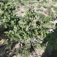 زمین باغی چسبیده به اصفهان