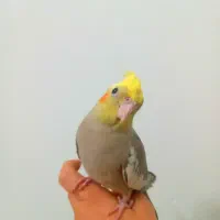 طوطی آموزش دیده بسیار رام و دستی بزرگ شده در خانه|پرنده|آمل, |دیوار