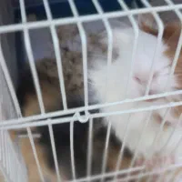 خوکچه هندی فشن