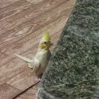 گمشده عروس هلندی|حیوانات|نقده, |دیوار