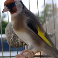 سهره|پرنده|جوانرود, |دیوار