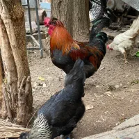 خروس محلی کلاهی سیاه قرمز