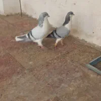 کبوتر|پرنده|شیراز, بهارستان|دیوار