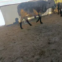 گاو دو شیره جوان