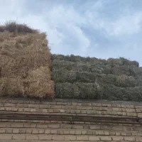 فروش یونجه امسال خشک و پرس شده