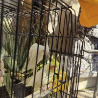 پرنده ،طوطی عروس،هلندی ، آلبینو و لوتینو ،جفت|پرنده|قم, شهر قائم|دیوار