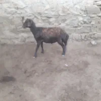 بره نر قزل داشتی