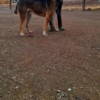 سگ ر|سگ|گناباد, |دیوار