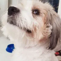 سگ تربیت شده نژاد فرانسوی رایگان|سگ|تهران, نیاوران|دیوار